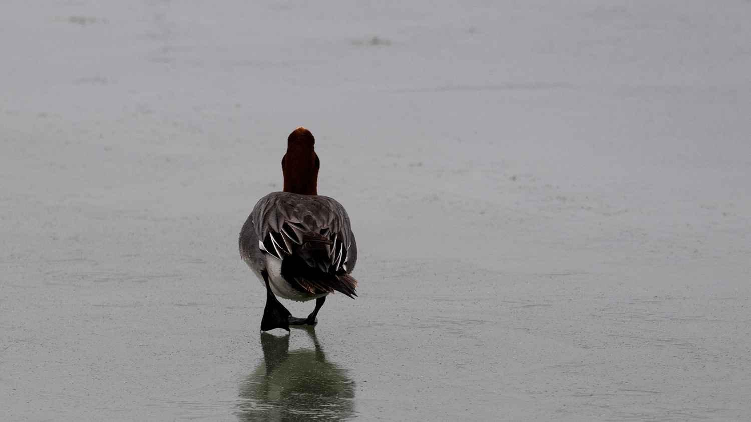 Eurasian Wigeon